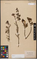 Foto von Salix weigeliana Willd.